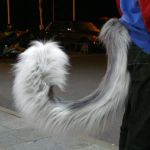 Filename=tail_husky_grey_airbrush_EF15_3.jpg
Filesize=92KB
Dimensions=600x600
Date added=Sep 08, 2009 tail_husky_grey_airbrush_EF15_3.jpg