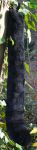 Filename=tail_snowpanther_4.jpg
Filesize=52KB
Dimensions=150x600
Date added=Nov 30, 2009 tail_snowpanther_4.jpg